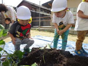 １芋掘り