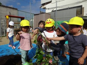 ３芋掘り